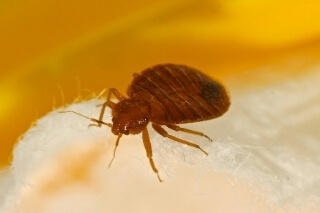 Bed_Bug_biligiri_pest_control_service