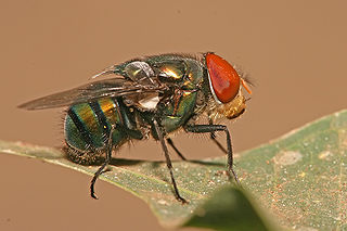 Bluebottle Fly BPCS
