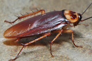 Cockroach BPCS