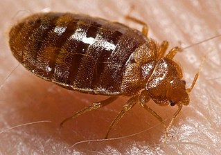 bed bug - bpcsindia.co.in