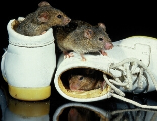 House Mice